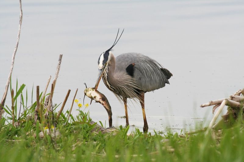Fish Give Herons Their Biggest Reason To Visit