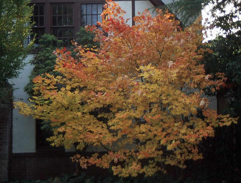 Fit It Where Big Maples Overwhelm