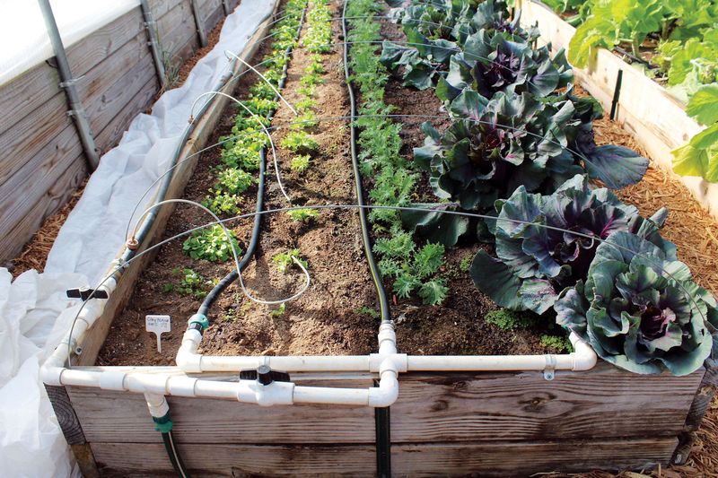 Fix Drip Lines Before Fall Crops Need Water Fix Drip Lines Before Fall Crops Need Water
