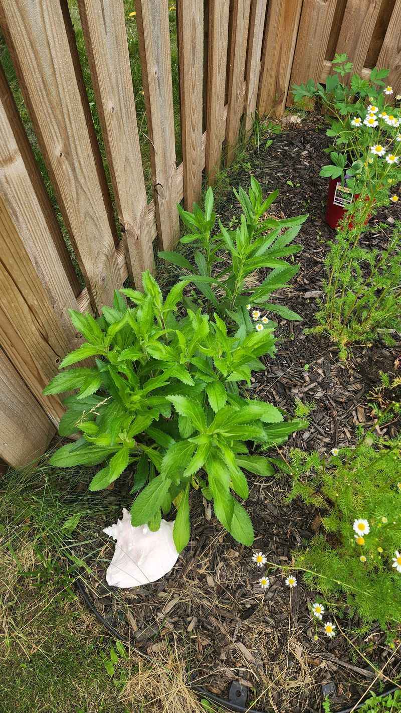 Fix Poor Drainage Before Winter