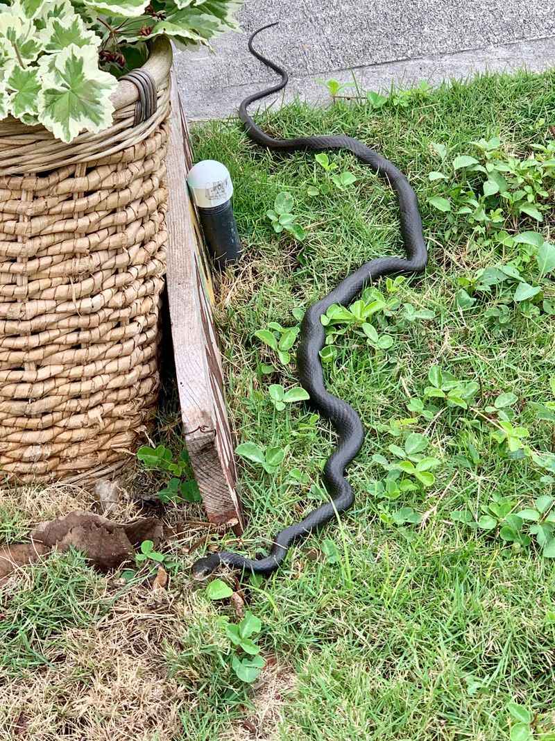 Fix The Compost Setup Instead Of Going After The Snake