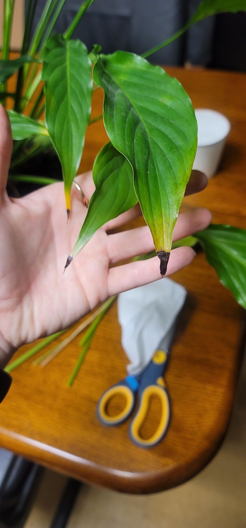 Fixing Existing Brown Tips And Preventing New Ones
