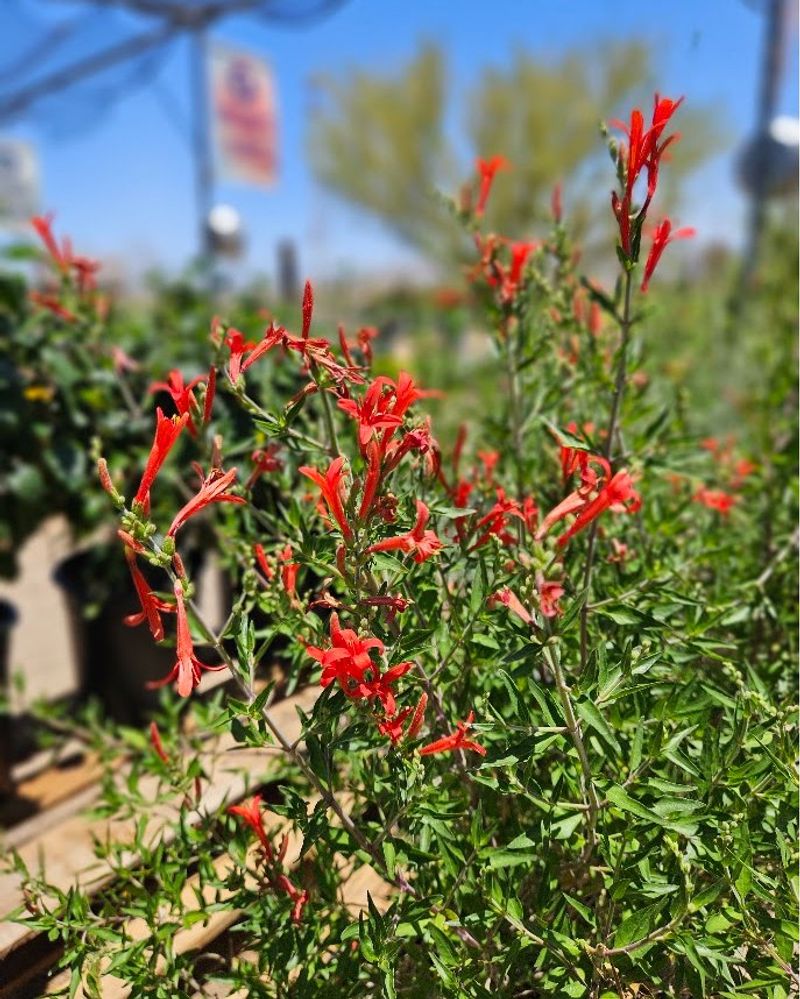 Flame Acanthus Flame Acanthus