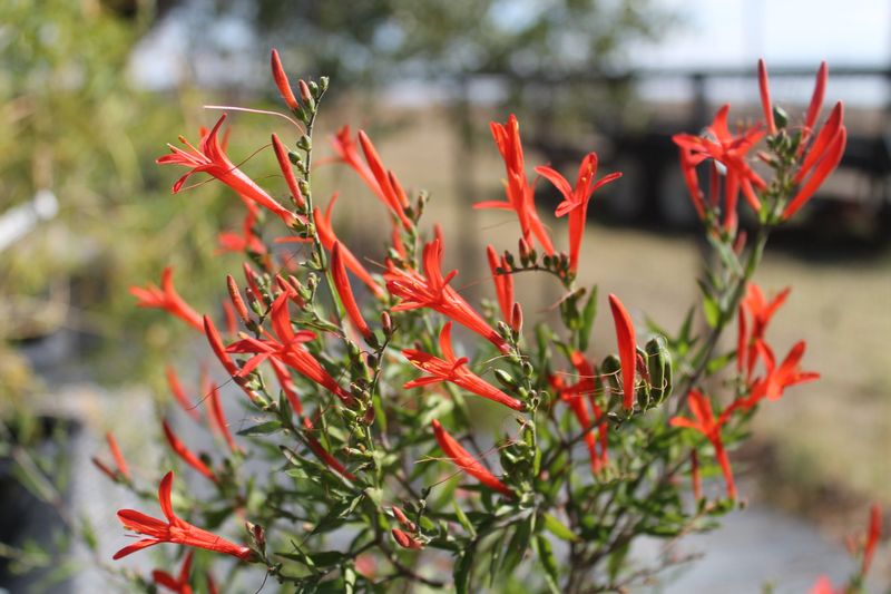 Flame Acanthus Flame Acanthus