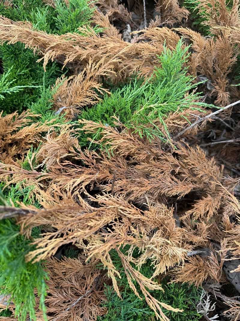Flammable Shrubs Getting The Biggest Red Flag Flammable Shrubs Getting The Biggest Red Flag