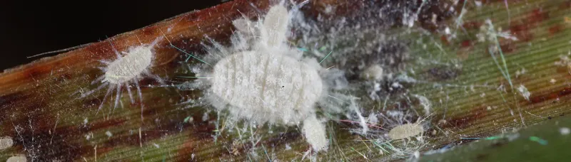 Flip The Grass Blades Before Blaming Fungus Or Chinch Bugs