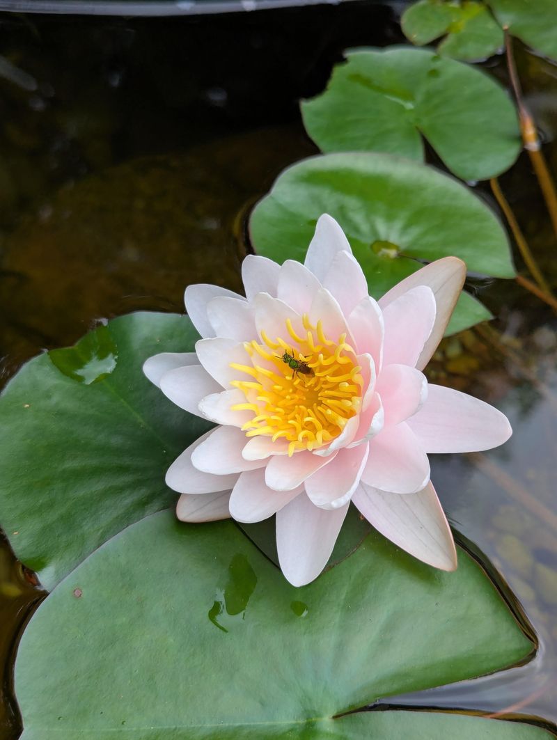 Float American Water Lily Over Deeper Areas