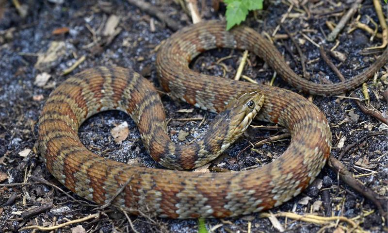 Florida Development Brings Snakes Closer To Homes
