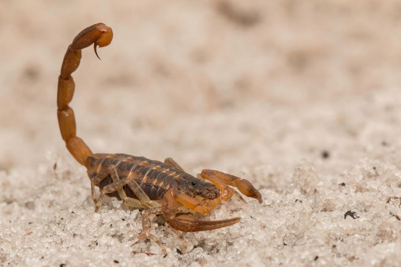Florida Garages Can Get More Than One Kind Of Scorpion