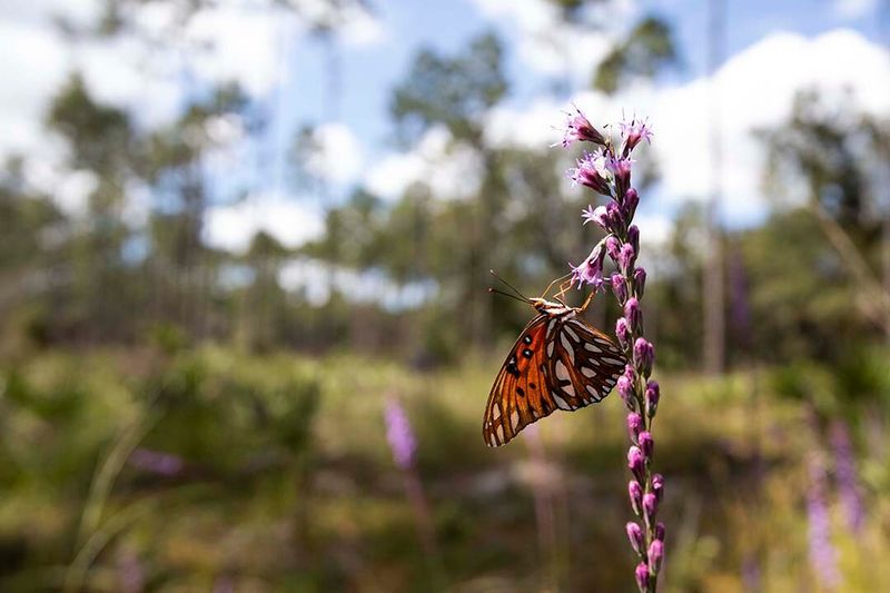 Florida Gardeners Already Counted More Than 100,000 Insects