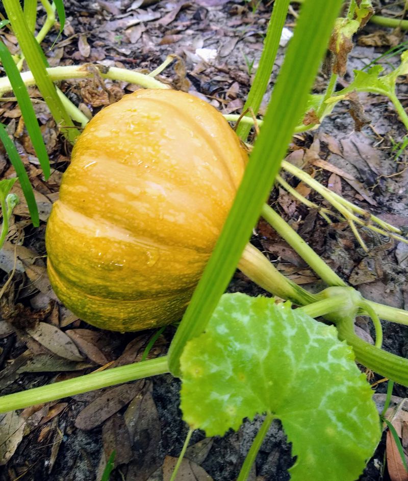 Florida-Grown Seminole Pumpkin Florida-Grown Seminole Pumpkin