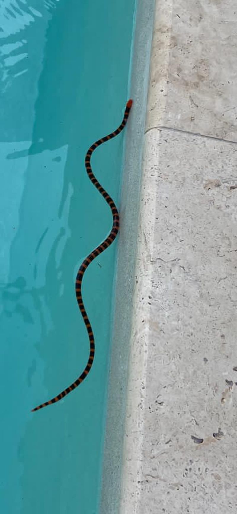 Florida Has More Snake Species Than Most Homeowners Realize Florida Has More Snake Species Than Most Homeowners Realize