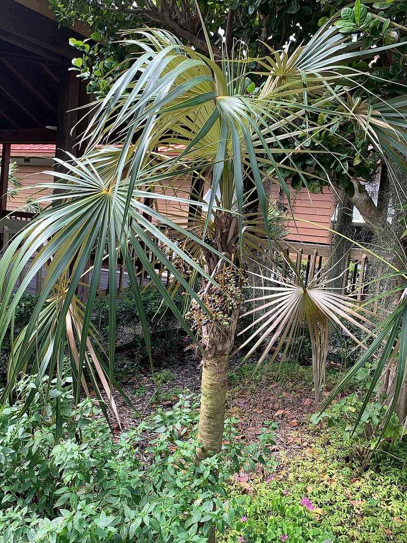 Florida Silver Palm Stays Small But Takes Wind Seriously Florida Silver Palm Stays Small But Takes Wind Seriously