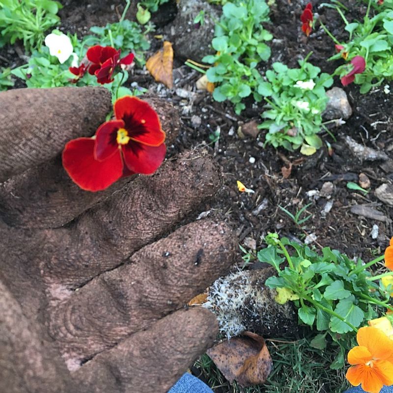 Flower Beds May Show Similar Damage Flower Beds May Show Similar Damage