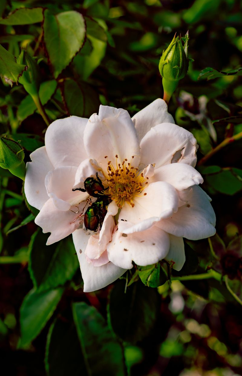Flower Beds Suffer Once Populations Peak Flower Beds Suffer Once Populations Peak