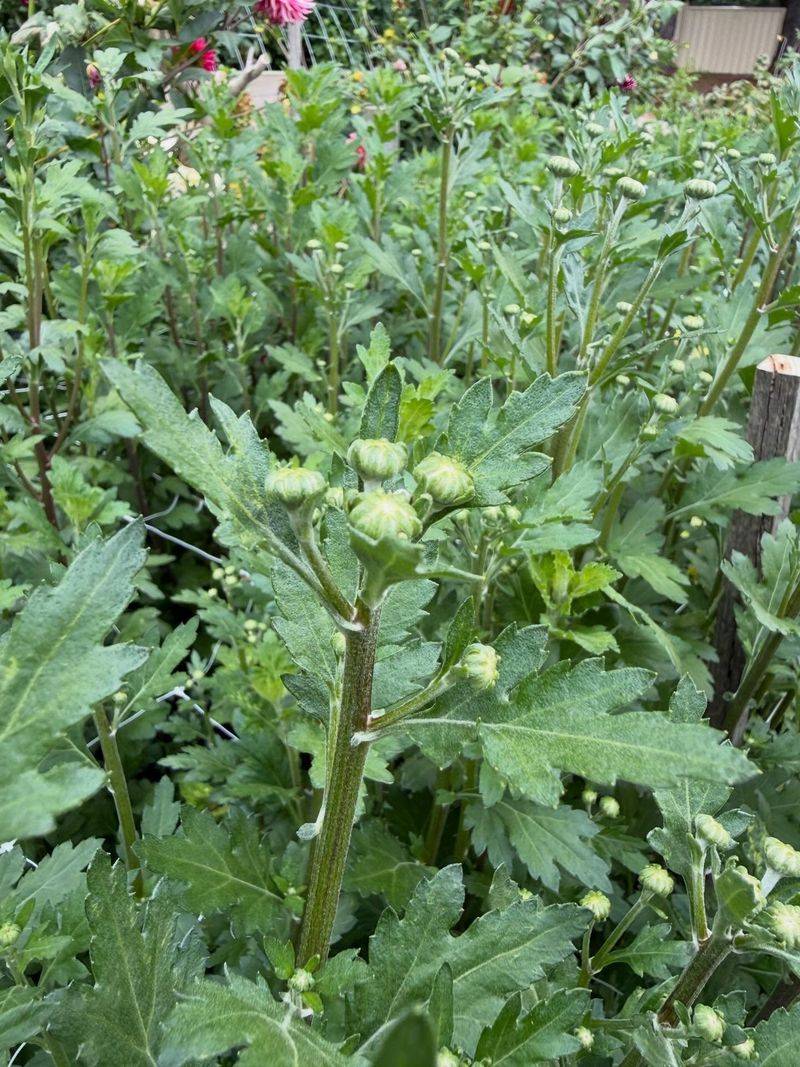 Flower Buds Are Already Developing For The Fall Show