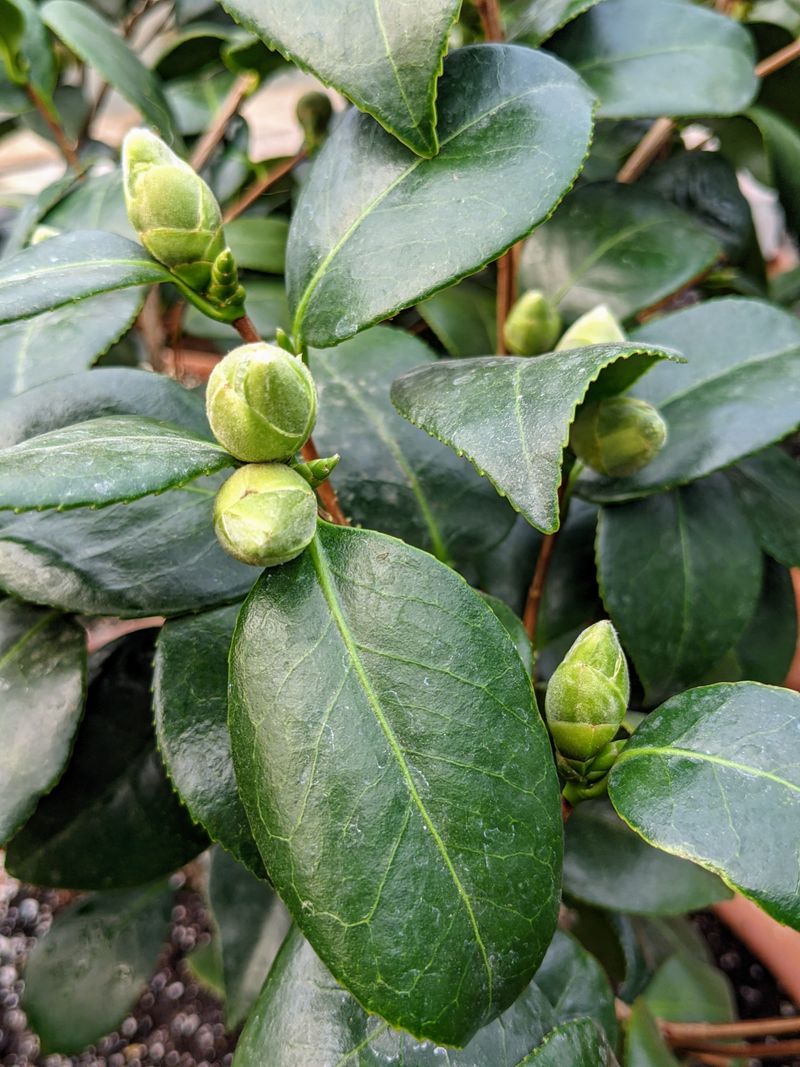 Flower Buds Begin Forming During August Flower Buds Begin Forming During August