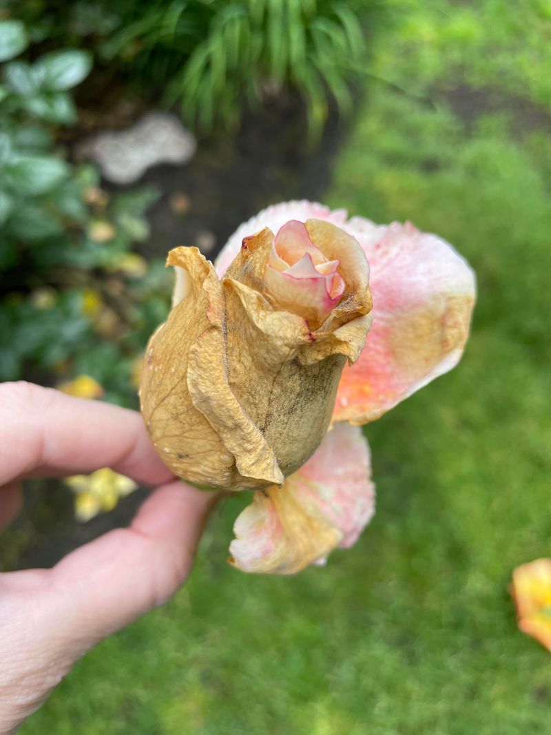 Flower Buds Drying Up Days After The Worst Heat