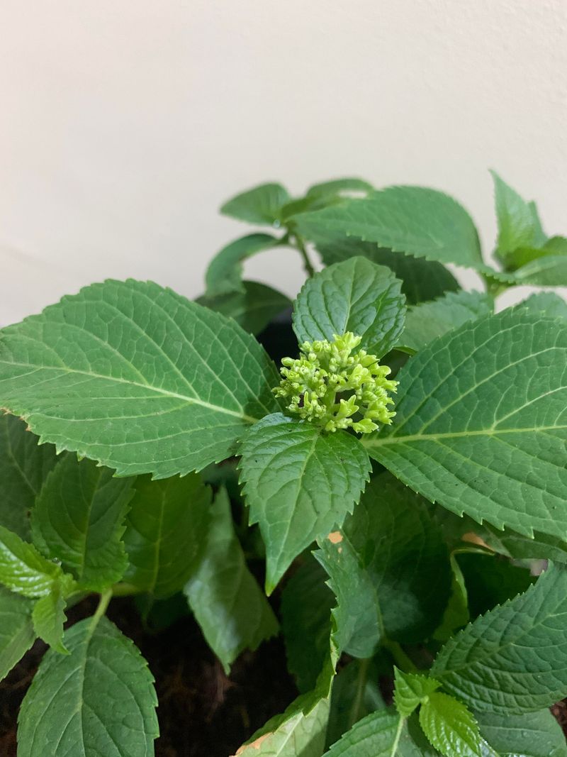 Flower Buds May Already Be Forming On Older Stems Flower Buds May Already Be Forming On Older Stems