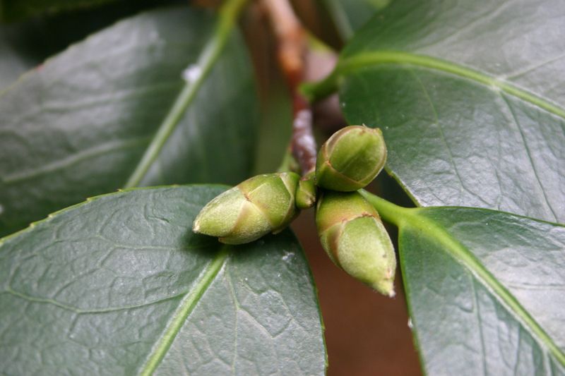 Flower Buds Need Steady Moisture Before They Open