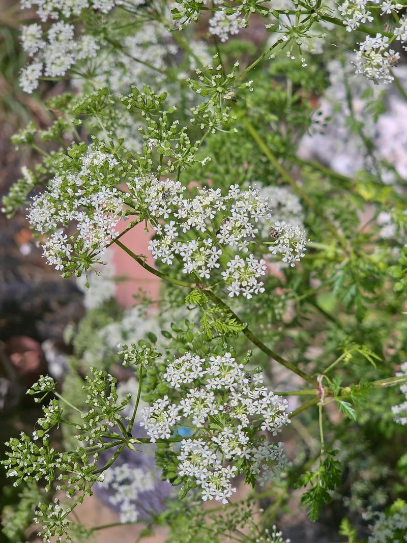 Flower Parsley Near Thrip Hotspots