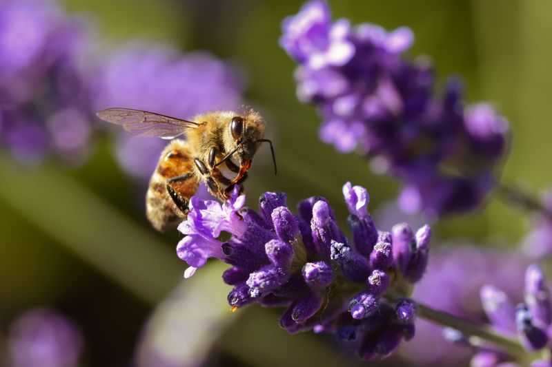 Flower Scent Matters More Than Petal Shade