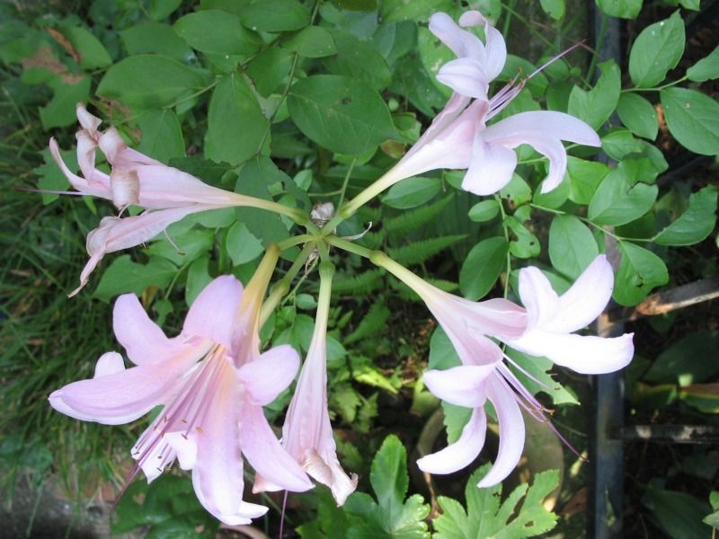Flower Stalks Grow Incredibly Fast Flower Stalks Grow Incredibly Fast