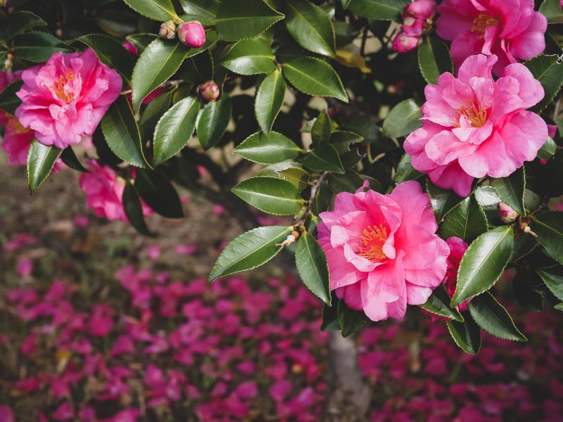 Flowering Can Continue For Four To Six Weeks Flowering Can Continue For Four To Six Weeks
