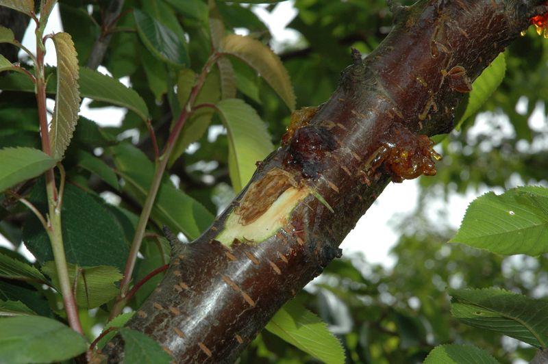 Flowering Cherries Need The Same Dry-Weather Caution