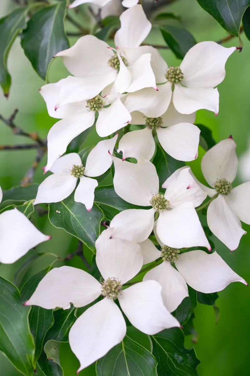 Flowering Dogwood Gives Smaller Yards Four Seasons Of Interest