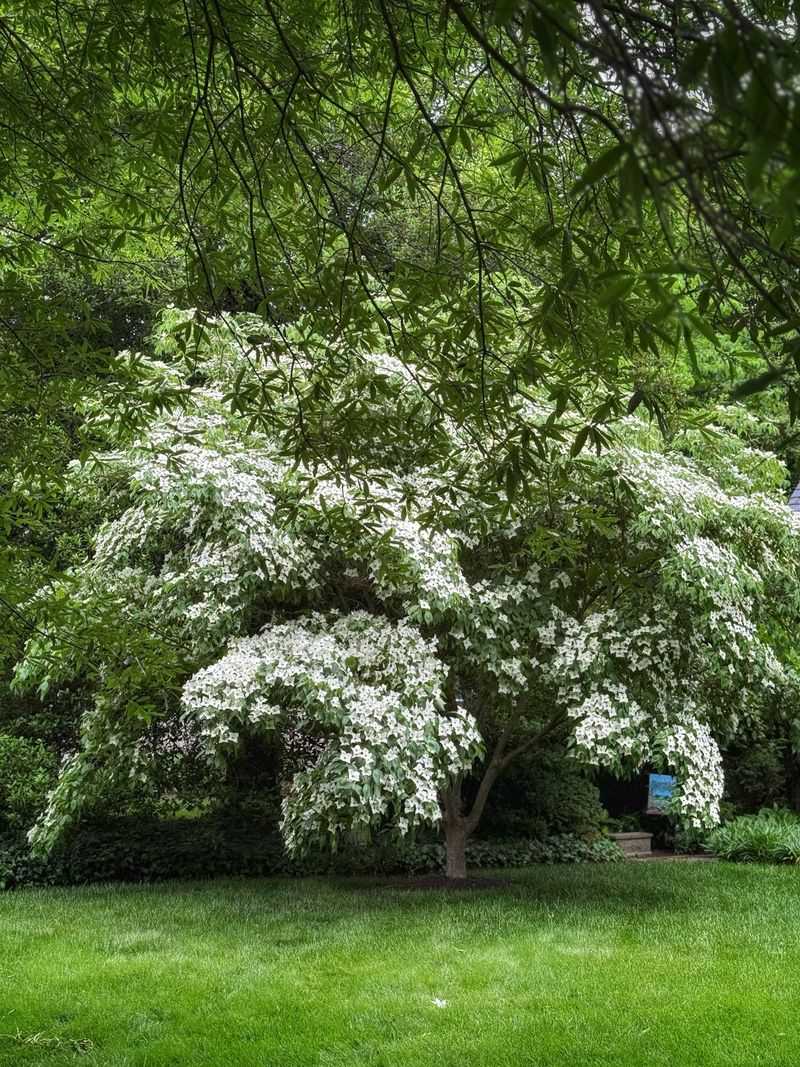Flowering Dogwood Stays Manageable In Smaller Spaces Flowering Dogwood Stays Manageable In Smaller Spaces