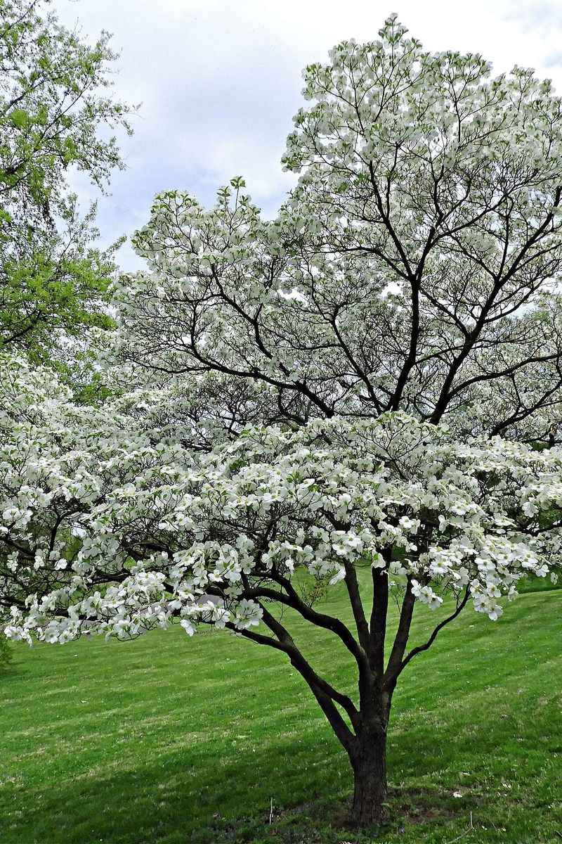 Flowering Dogwood Flowering Dogwood