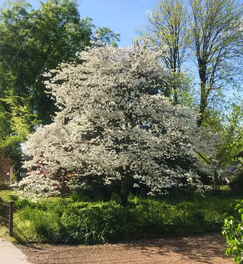 Flowering Dogwood Flowering Dogwood