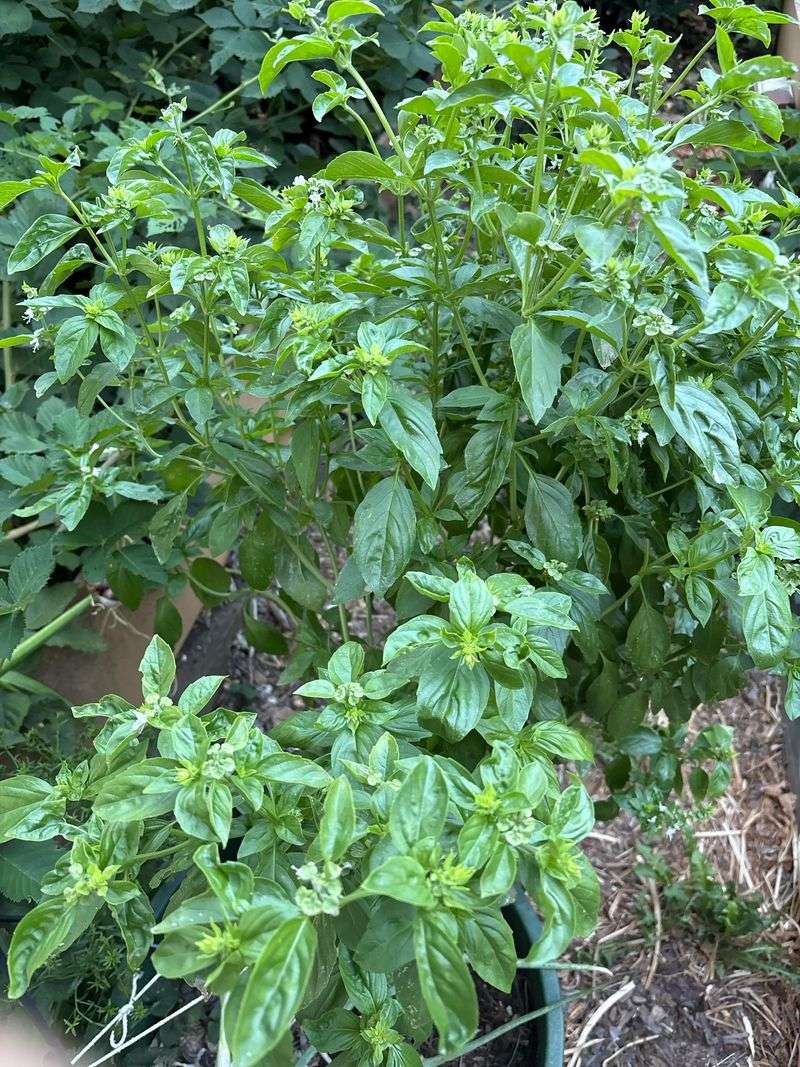 Flowering May Be Changing The Plant