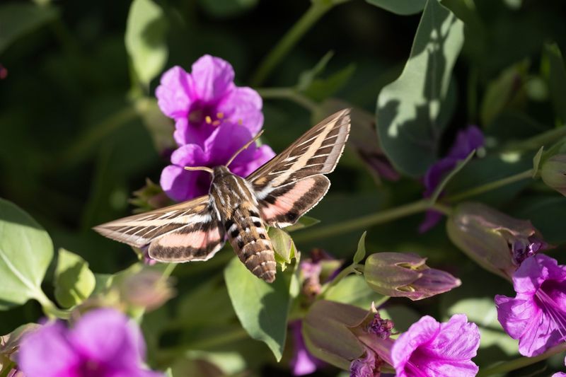Flowering Plants Draw Them Into Yards