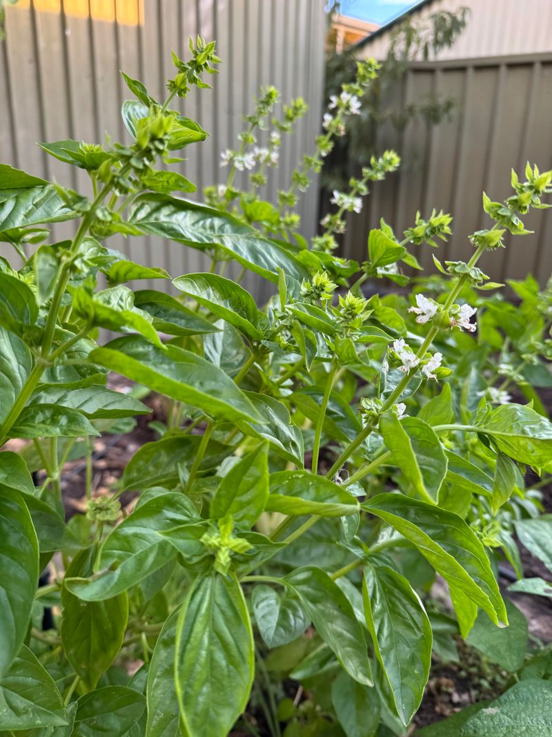 Flowering Plants Put Less Energy Into Tender Leaves