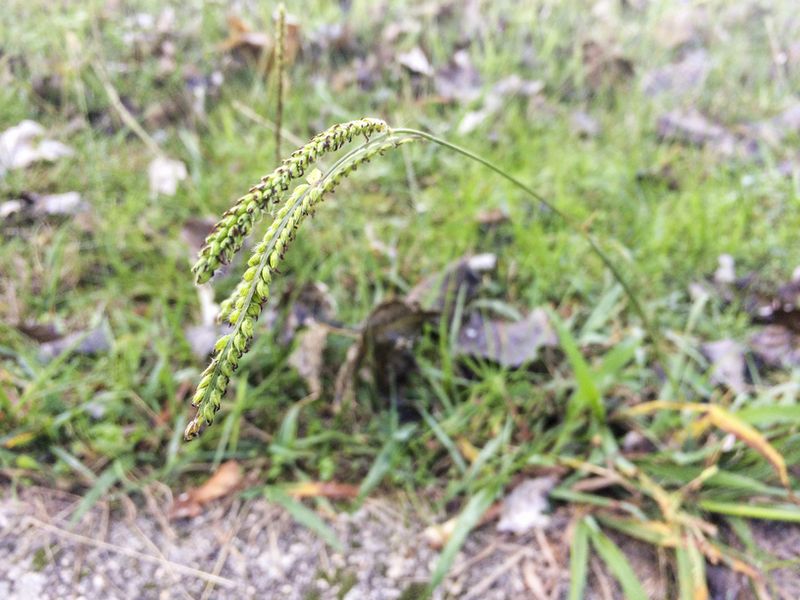 Flowering Seedheads Make It Much Easier To Identify