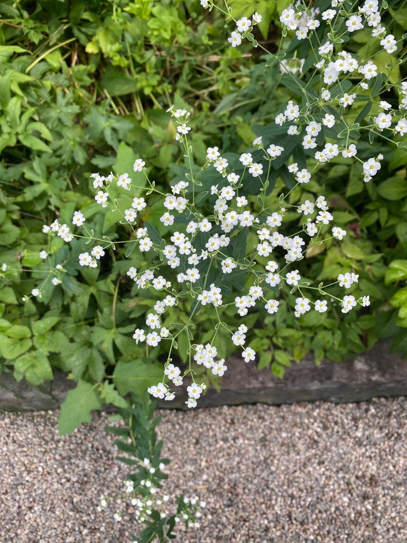Flowering Spurge Brightens The Driest Beds Flowering Spurge Brightens The Driest Beds
