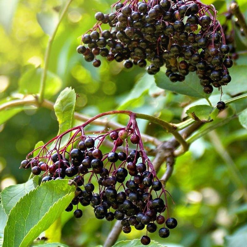 Flowers And Berries Add Wildlife Value