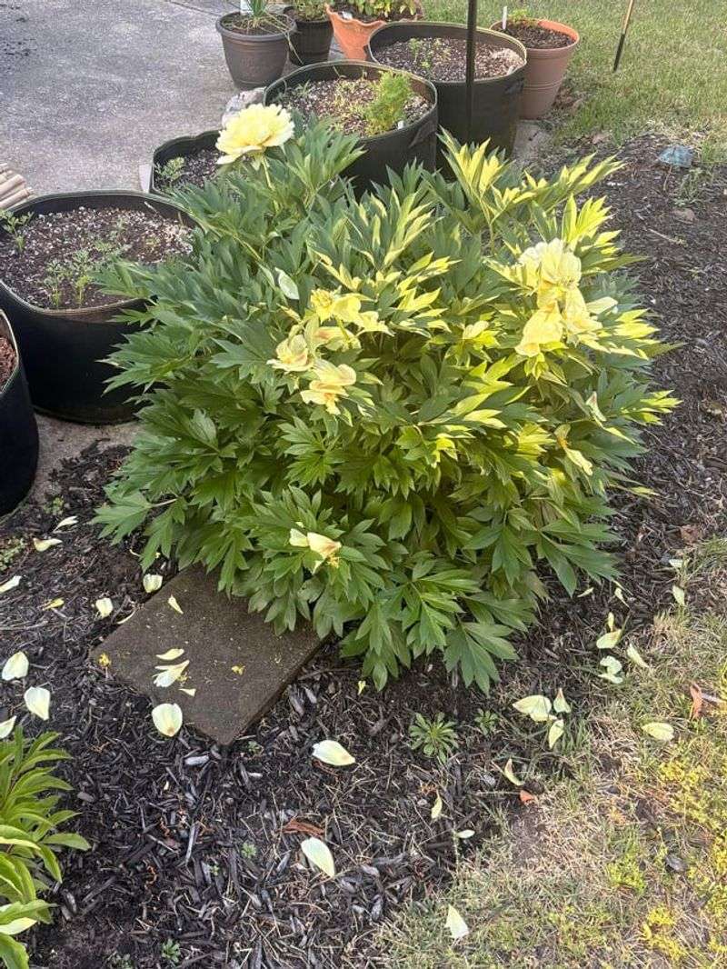 Flowers And Buds Dropping Can Be A Heat Warning Flowers And Buds Dropping Can Be A Heat Warning