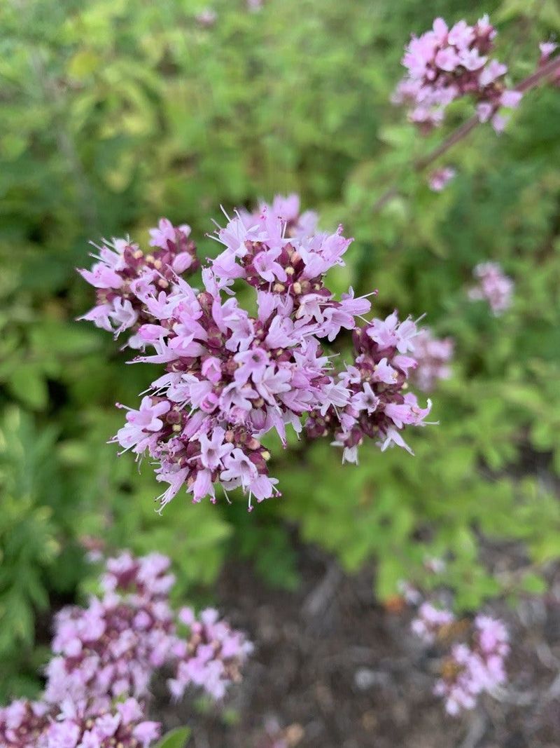 Flowers And Flavor Share The Same Patch