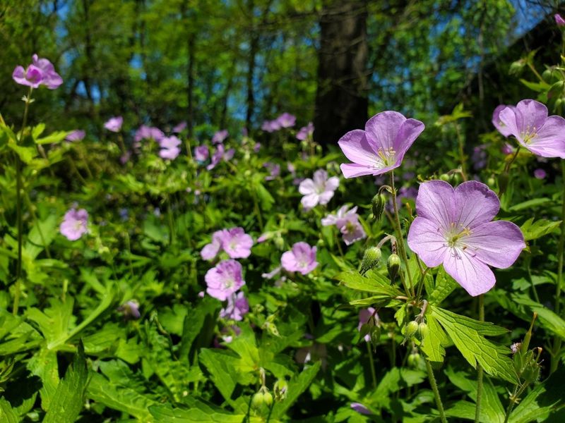 Flowers Arrive Early In The Season