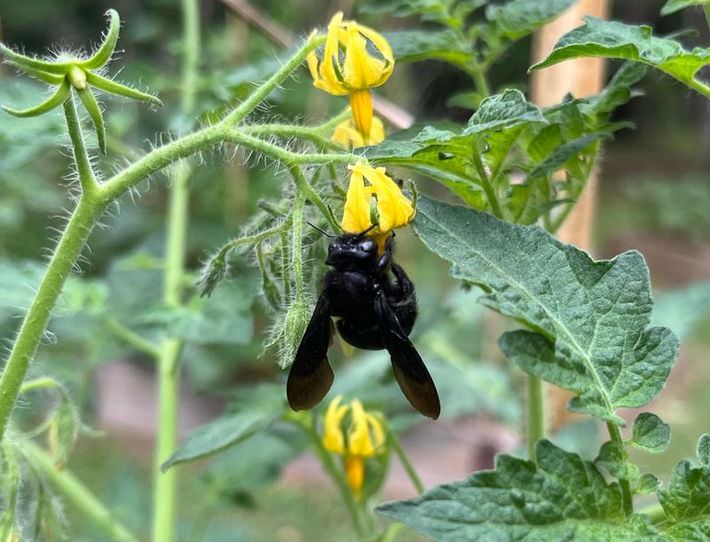 Flowers Attract Bees And Other Pollinators Flowers Attract Bees And Other Pollinators