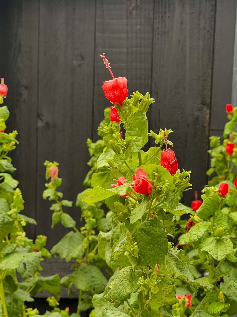 Flowers Continue Opening Into Early Fall