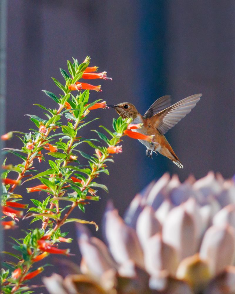 Flowers Nearby Give Less Dominant Birds Another Option