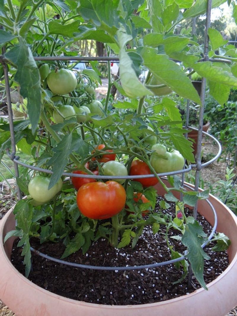 Flowers Often Set Fruit When Temperatures Drop