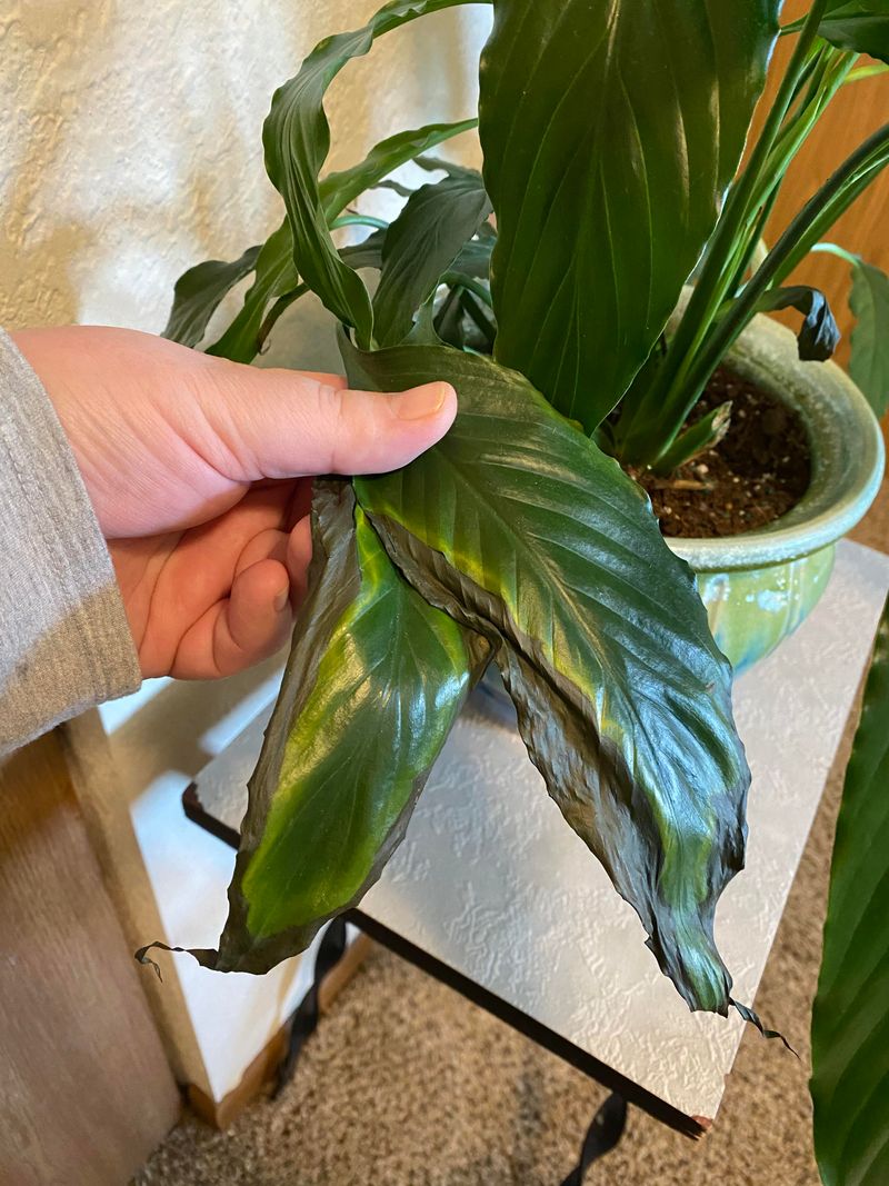 Fluoride Buildup Burns The Leaf Tips Fluoride Buildup Burns The Leaf Tips