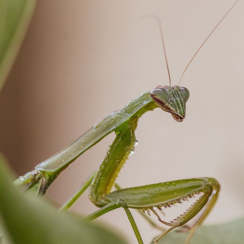 Flying Insects Give Them Plenty To Eat Flying Insects Give Them Plenty To Eat