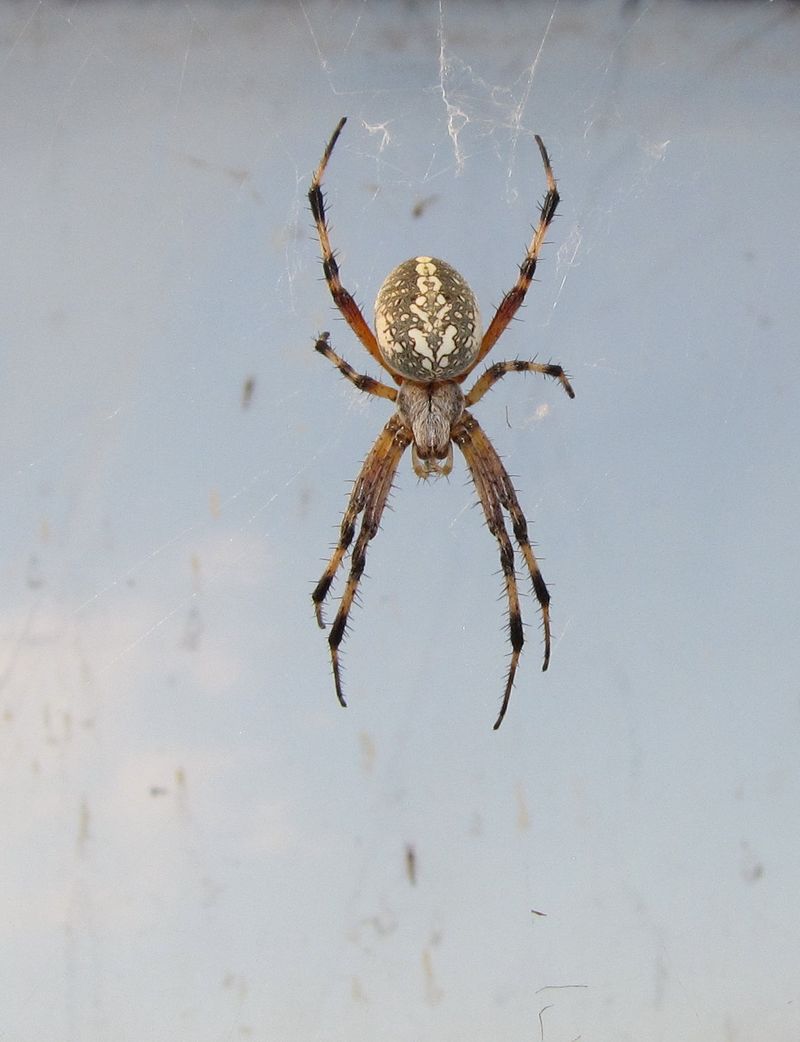 Flying Insects Keep These Web-Building Hunters Busy