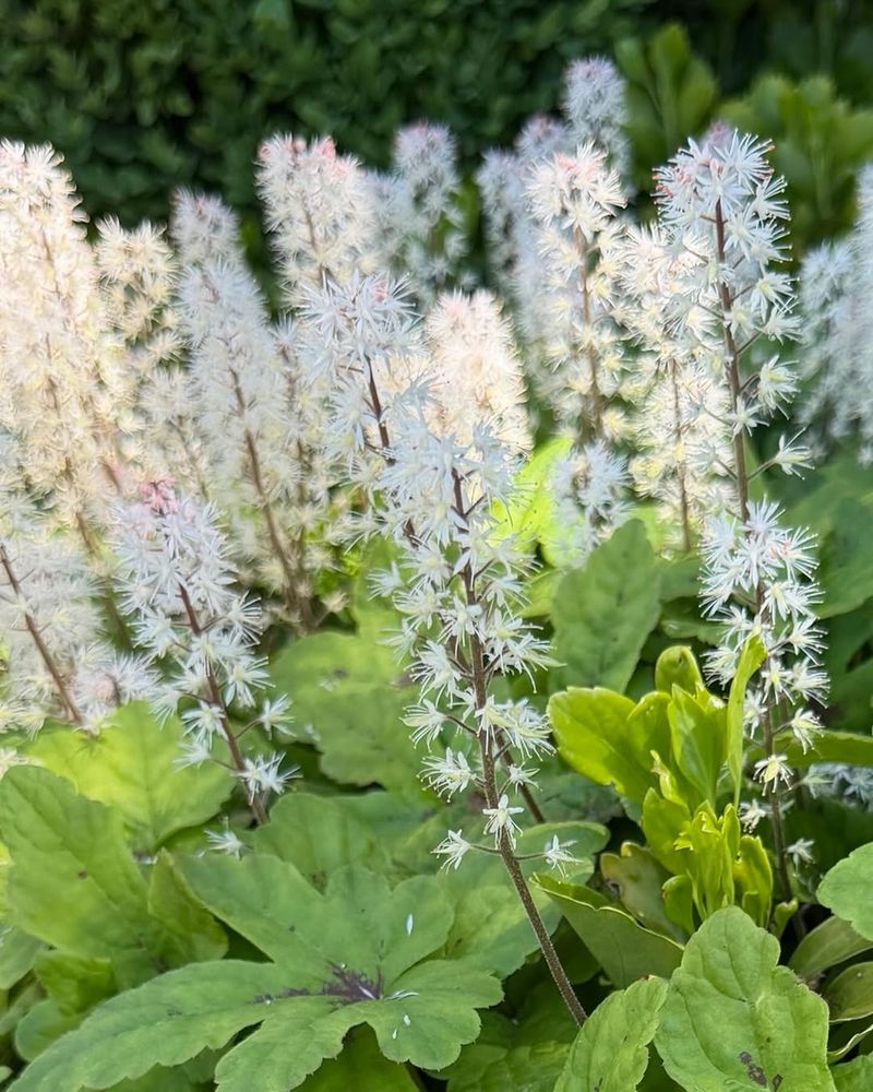 Foamflower Brightens Cool Edges Foamflower Brightens Cool Edges